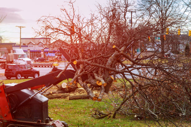 How Our Tree Care Process Works  in  Coldwater, OH